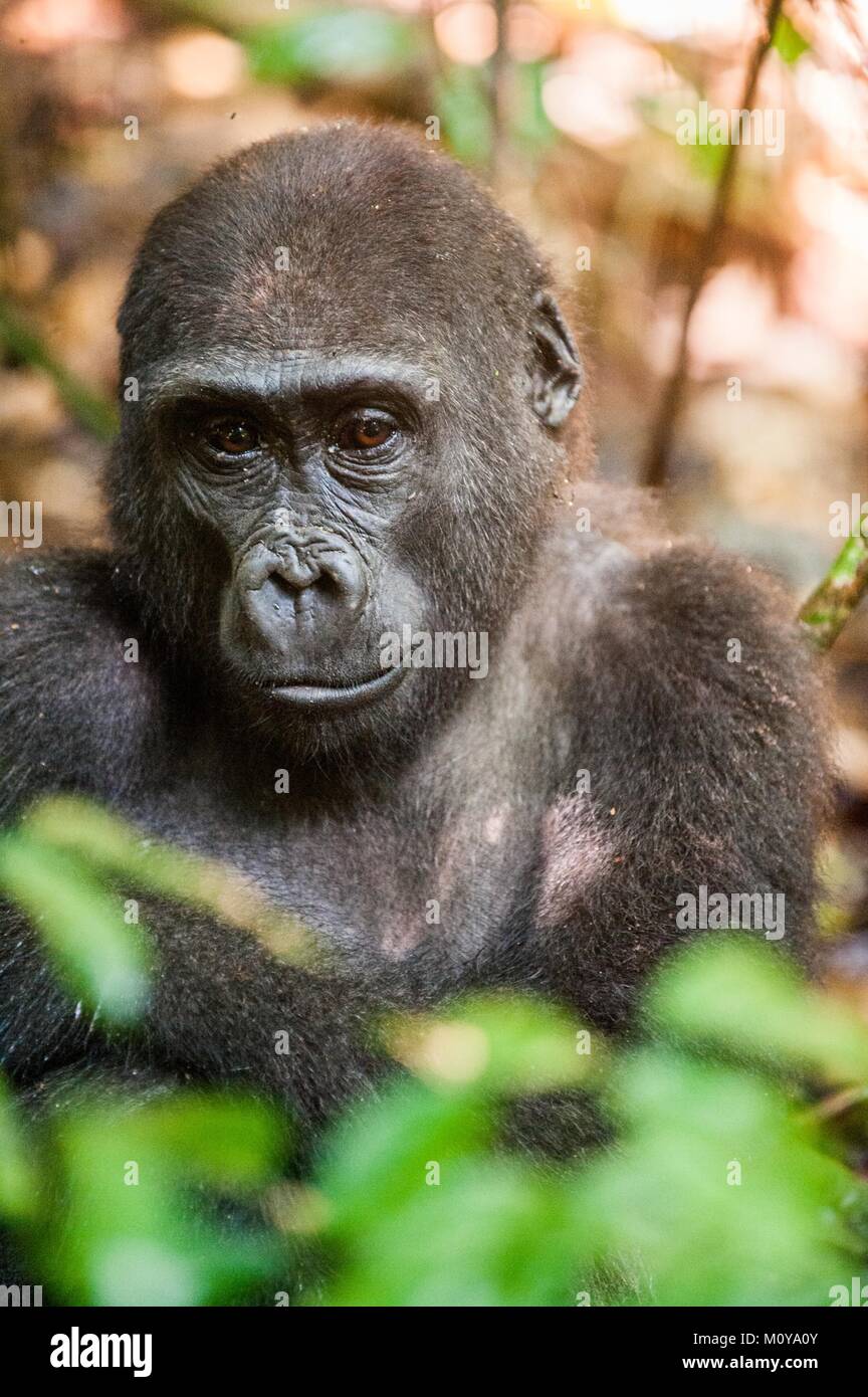 Retrato de un gorila de las tierras bajas occidentales (Gorilla gorilla gorilla) cerca en una distancia corta. La República del Congo. África Foto de stock