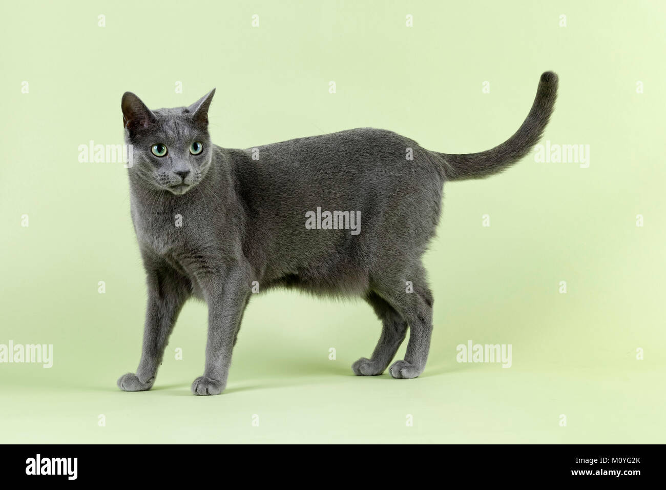 Pedigree Azul Ruso gatos (Felis silvestris catus) Foto de stock