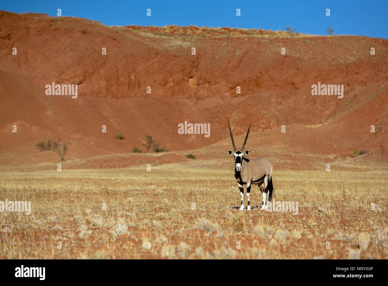 Gemsbok (Oryx gazella) en el paisaje árido,Gondwana Parque Namib,cerca de Sesriem,Hardap Región,Namibia Foto de stock
