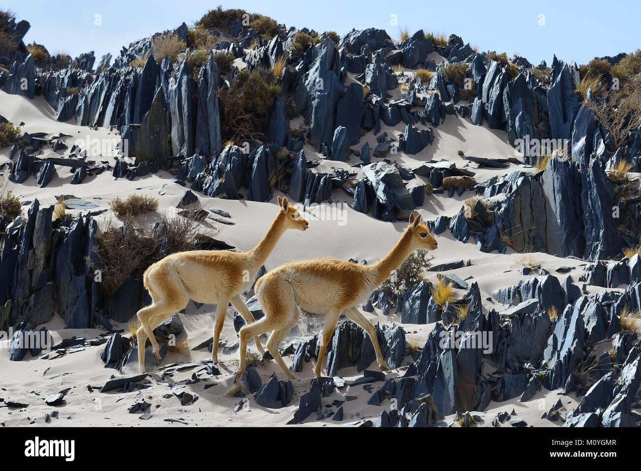 La vicuña (Vicugna vicugna) o en terrenos con arena y afiladas rocas, cerca de Londres, Catamarca, Argentina Foto de stock