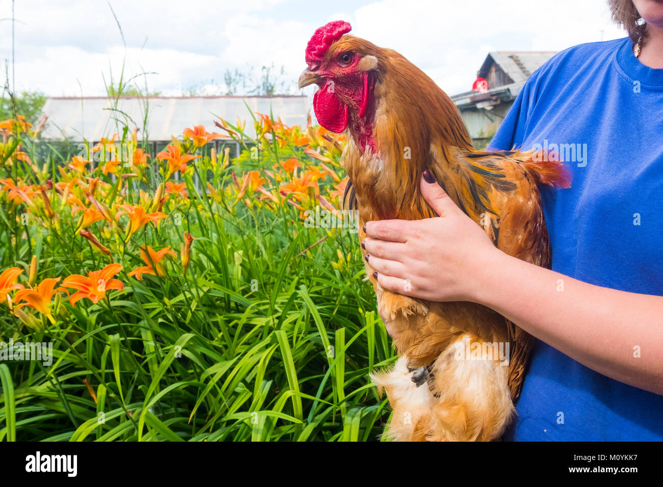 Cerca de la mujer que sostiene el gallo en la granja Foto de stock