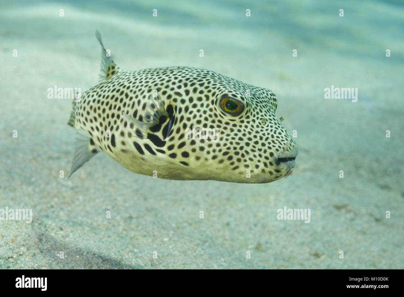 Mar Rojo, Dahab, Egipto. 14 Nov, 2017. La joven estrella Pufferfish (Arothron stellatus) nadar más arenosos Crédito: Andrei Nekrasov/Cable/ZUMA ZUMAPRESS.com/Alamy Live News Foto de stock