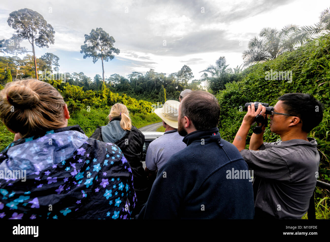 Los turistas la observación de la vida silvestre desde un camión safari en la Reserva de Vida Silvestre Tabin, Sabah, Borneo, Malasia Foto de stock