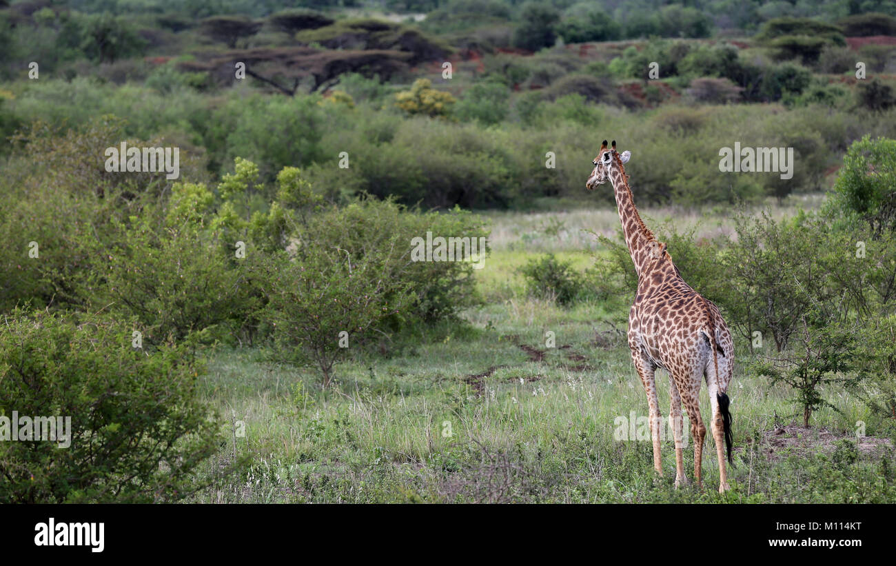 Paisaje de filmación jirafa adulto caminando por bush africano Foto de stock