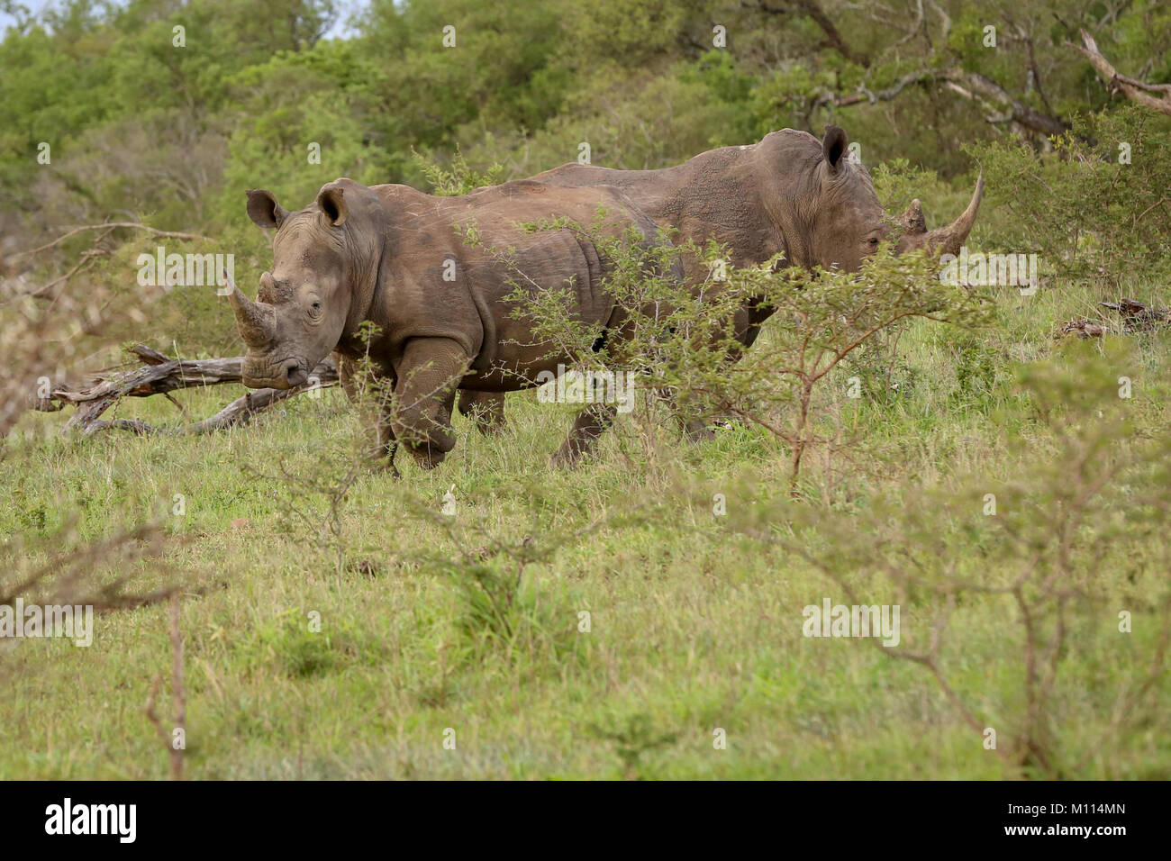 Dos rinocerontes blancos de pie trasero trasero con aspecto de doble terminó Rhino Foto de stock