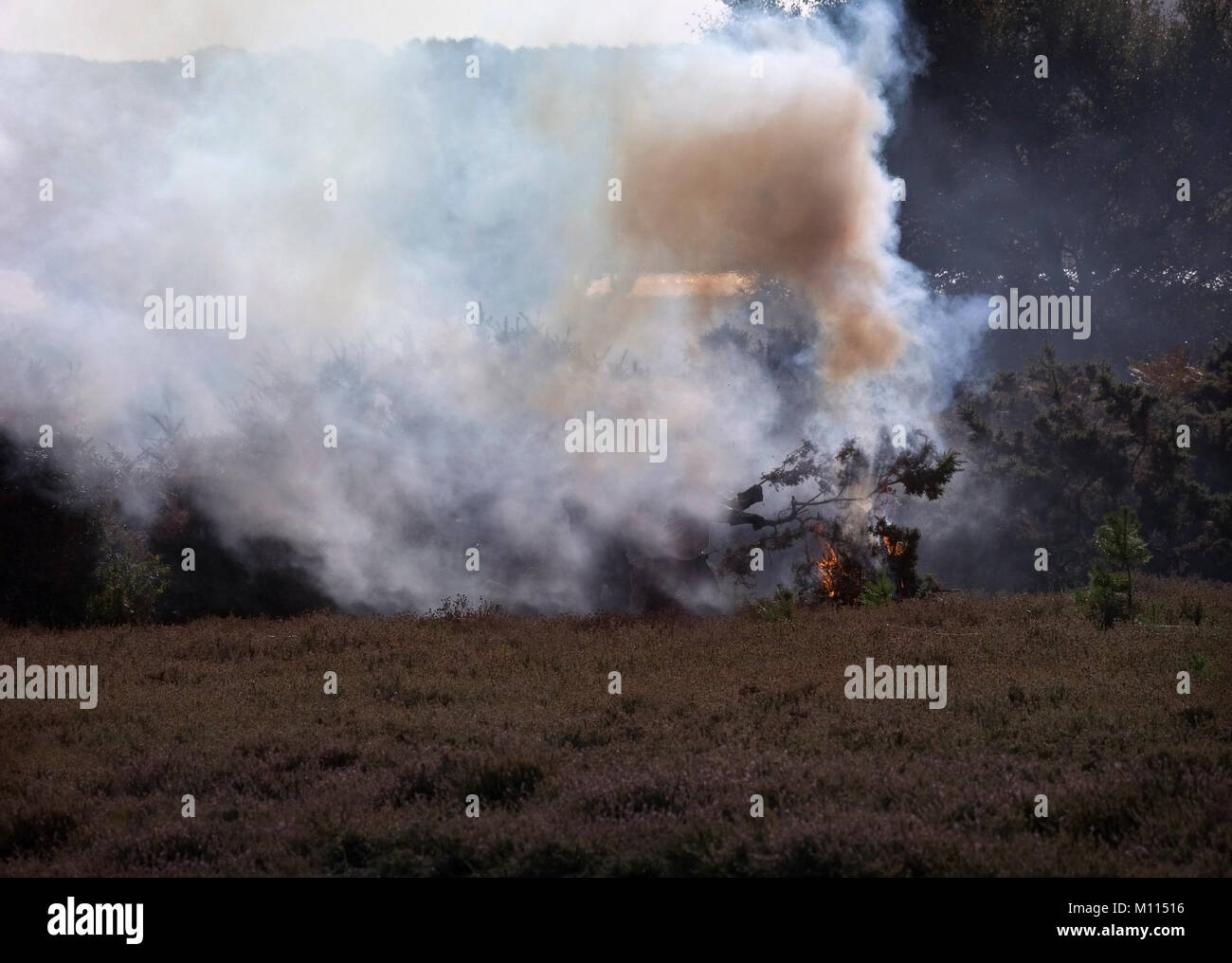 Borrado de Tojo invasiva restregada sobre el páramo a Arne, Dorset, Reino Unido Foto de stock