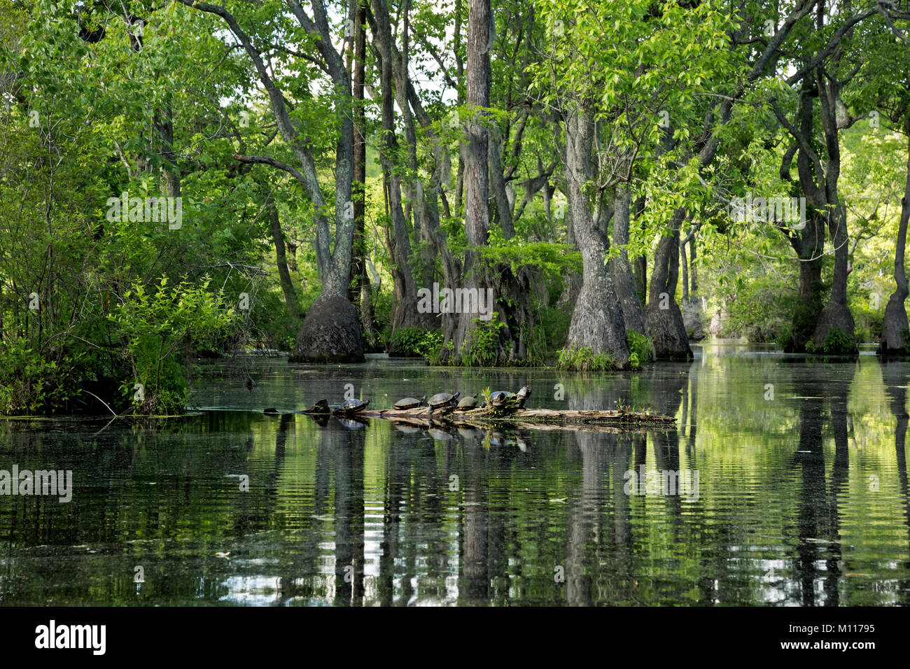 NC01460-00...North Carolina - tortugas, (Yellowbelly deslizante (Trachemys scripta scripta)], se alinearon en un registro de comerciantes Millpond State Park. Foto de stock