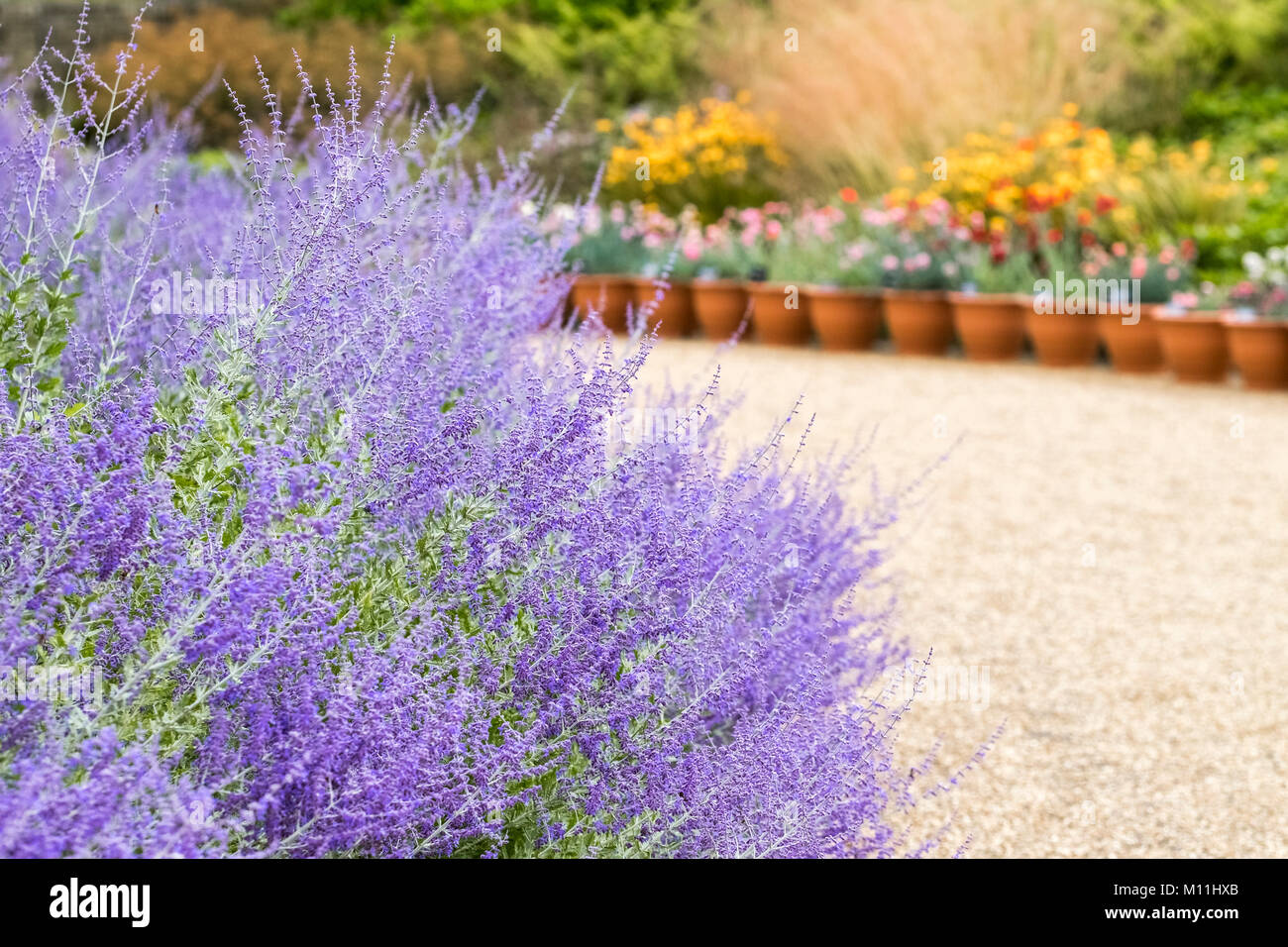 Flores azul violeta fotografías e imágenes de alta resolución - Alamy