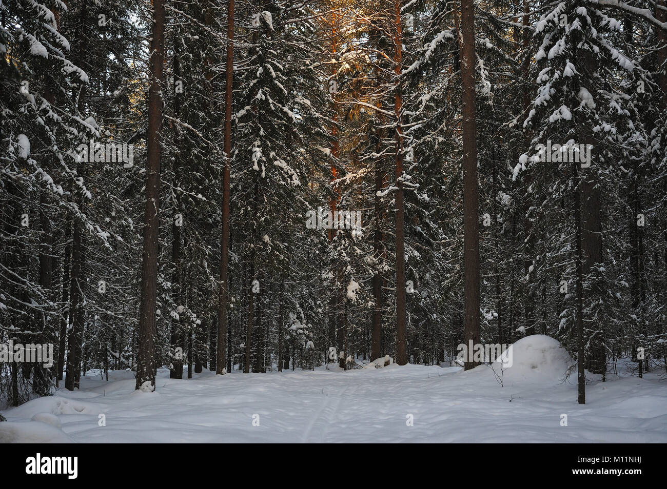 Paisaje del bosque cubierto de nieve invernal vista con el brillo del sol Foto de stock