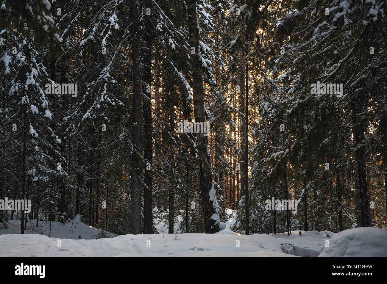 Paisaje del bosque cubierto de nieve invernal vista con el brillo del sol Foto de stock