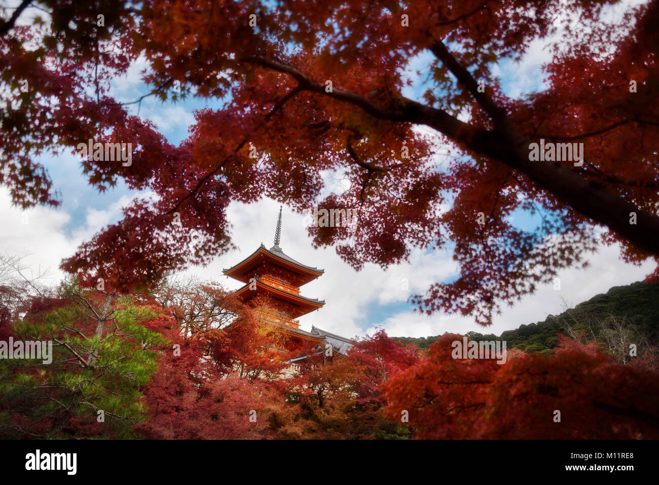 Hermoso paisaje de otoño con rojo los arces japoneses y Sanjunoto pagoda de Kiyomizu-dera templo budista en Higashiyama, Kyoto, Japón 2017. Foto de stock