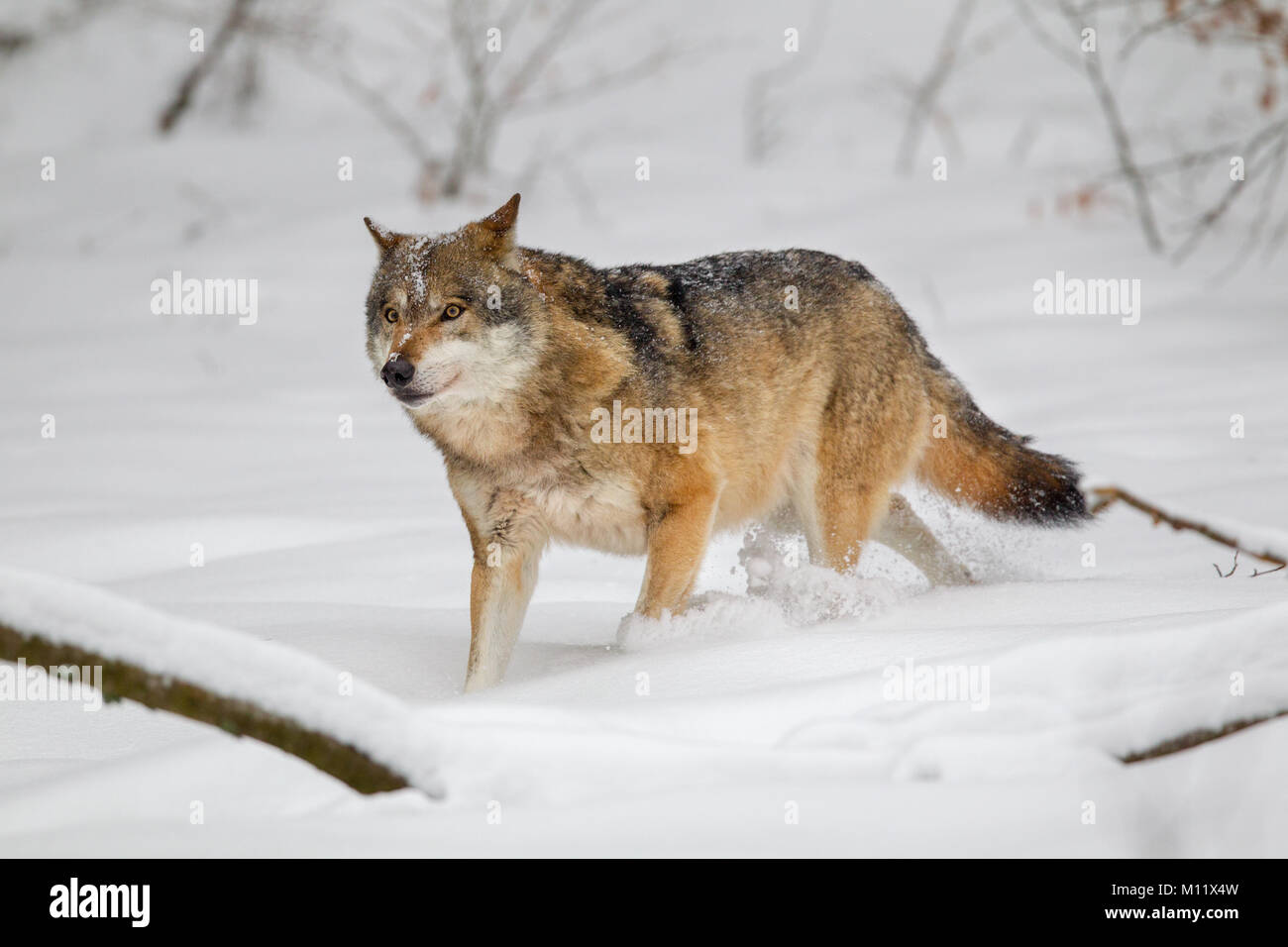 El lobo (Canis lupus) en la nieve en el alojamiento de animales en el Parque Nacional del Bosque Bávaro, Baviera, Alemania. Foto de stock