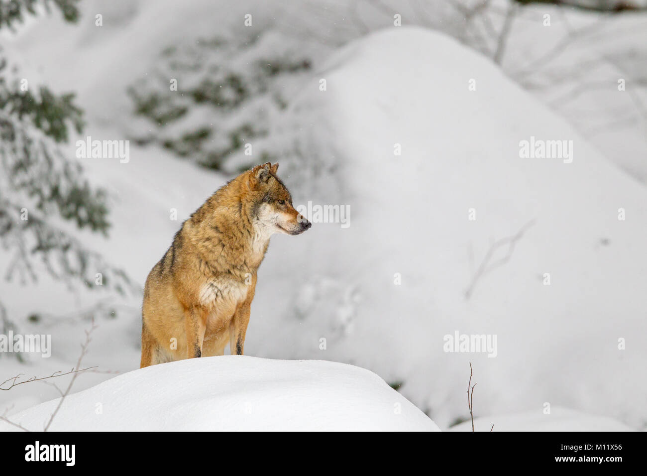 El lobo (Canis lupus) en la nieve en el alojamiento de animales en el Parque Nacional del Bosque Bávaro, Baviera, Alemania. Foto de stock