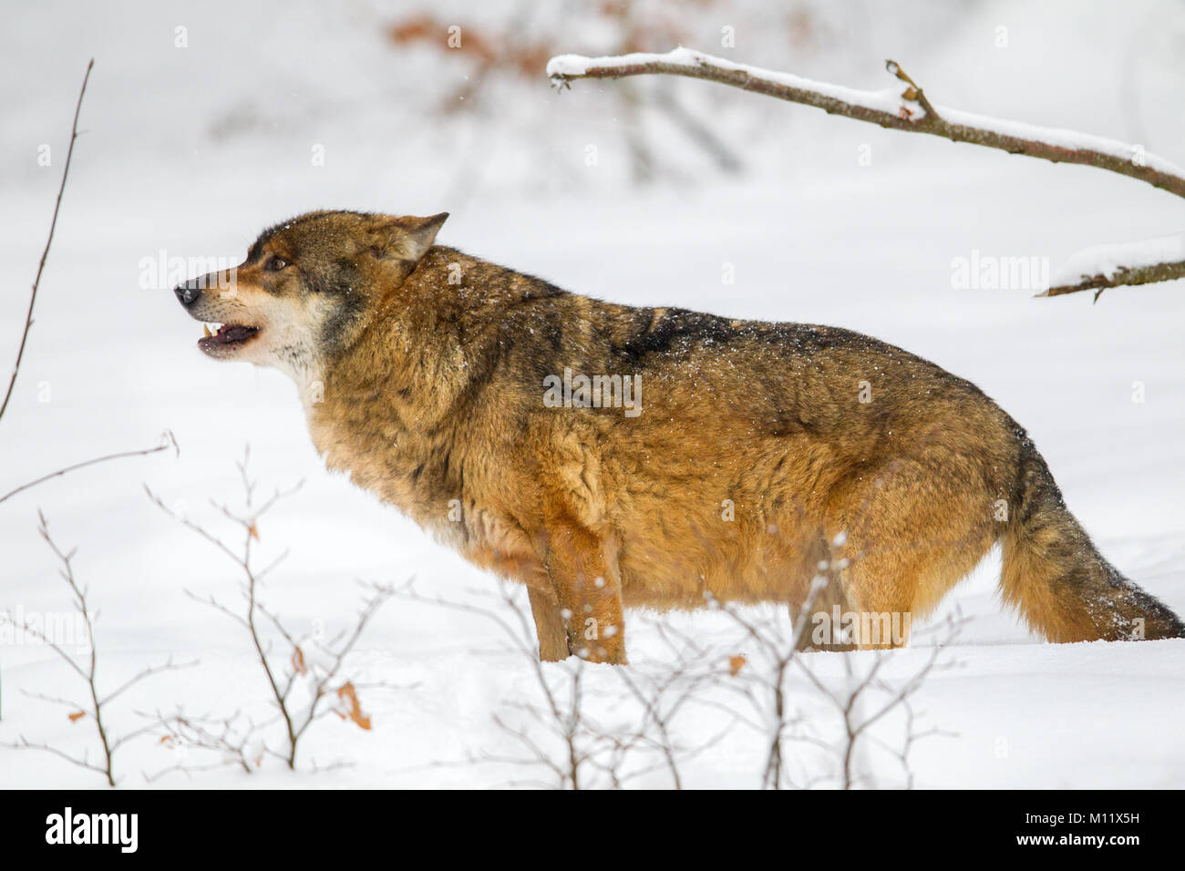 El lobo (Canis lupus) en la nieve en el alojamiento de animales en el Parque Nacional del Bosque Bávaro, Baviera, Alemania. Foto de stock