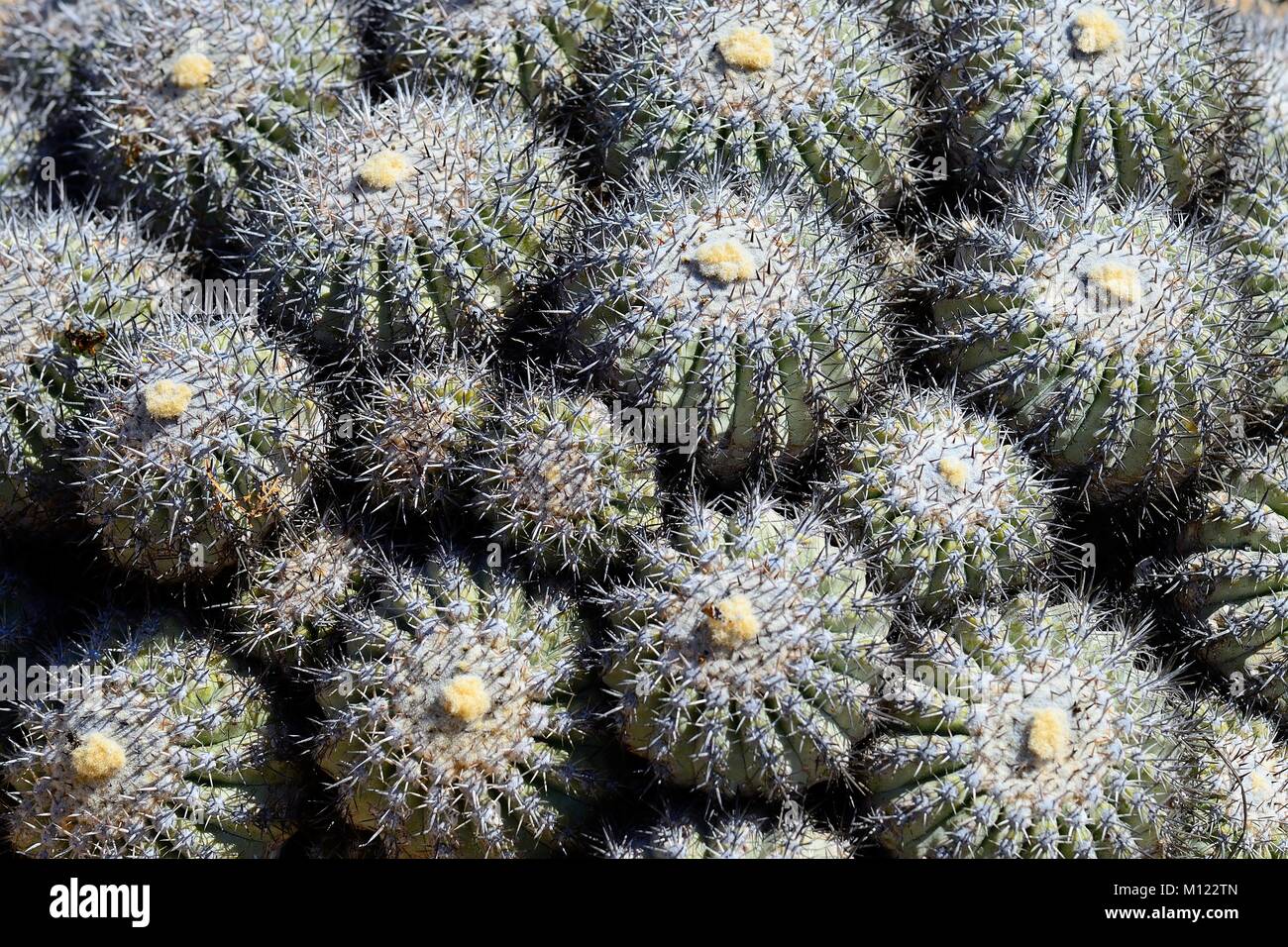 (Cactus Copiapoa cinerascens),el Parque Nacional Pan de Azúcar, cerca de Chañaral, Región de Atacama, Chile Foto de stock