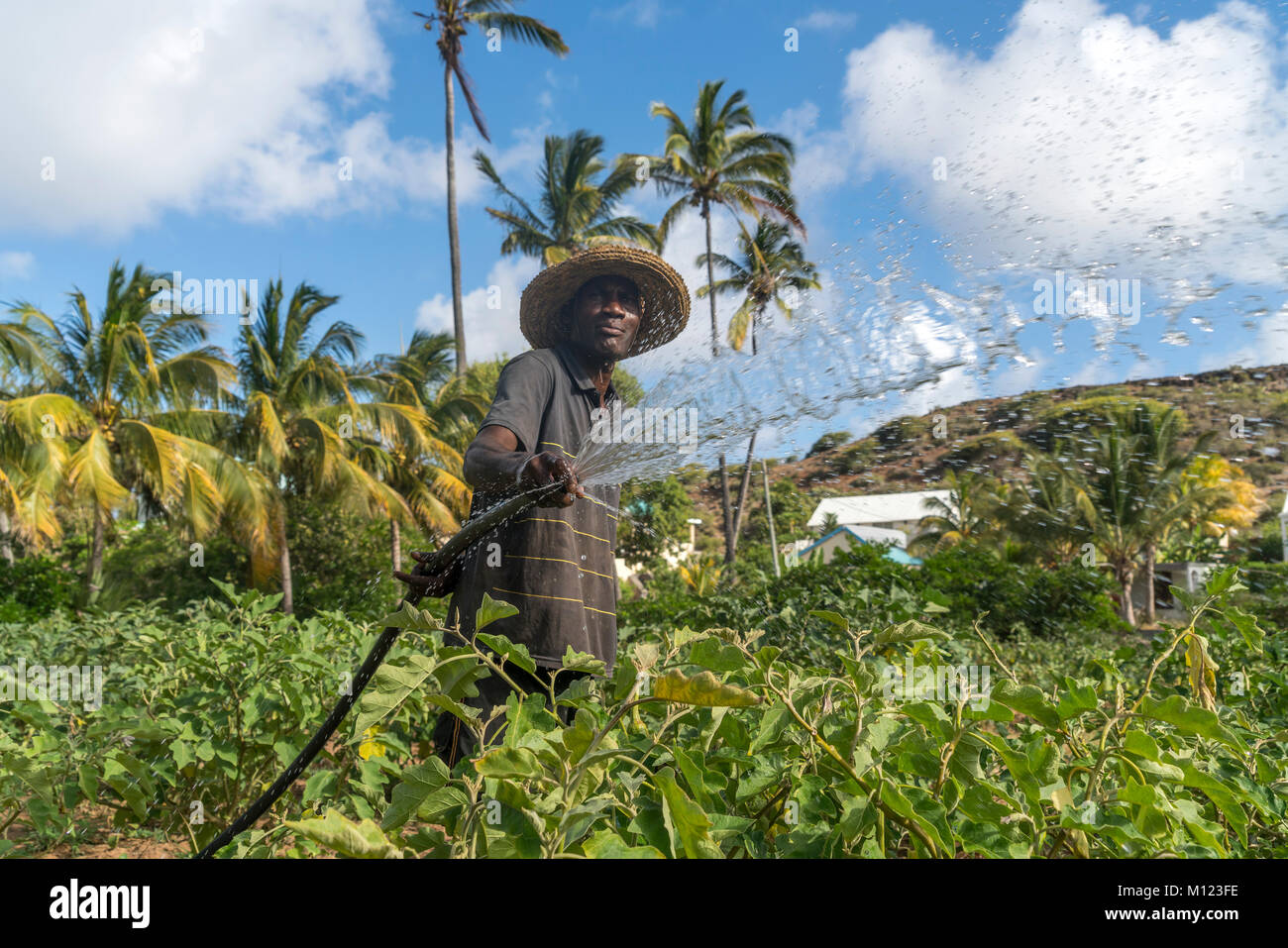 Agricultor africano irrigaties campo,Saint Francois,la Isla Rodrigues, Mauricio Foto de stock