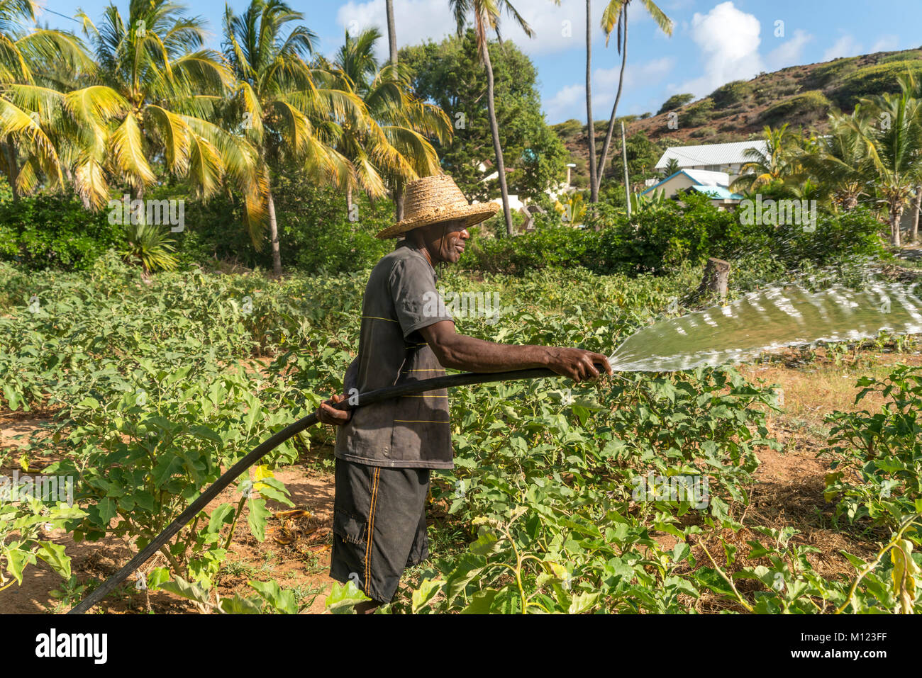 Agricultor africano irrigaties campo,Saint Francois,la Isla Rodrigues, Mauricio Foto de stock