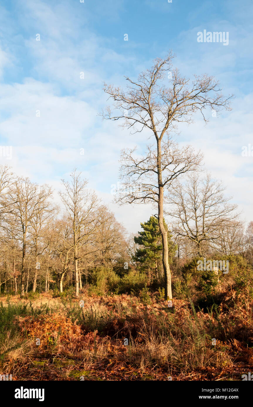 Lowland heath es ahora un hábitat raros en el Reino Unido y Hayes común es la segunda mayor área de landas restantes en Londres. Foto de stock