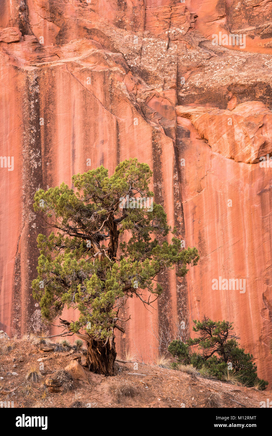 Utah Juniper tree y acantilado de arenisca en Grand Wash, el Parque Nacional Capitol Reef, Utah. Foto de stock