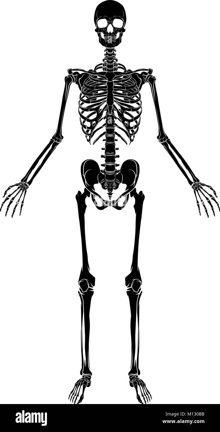 Anatomía Humana esqueleto Ilustración del Vector