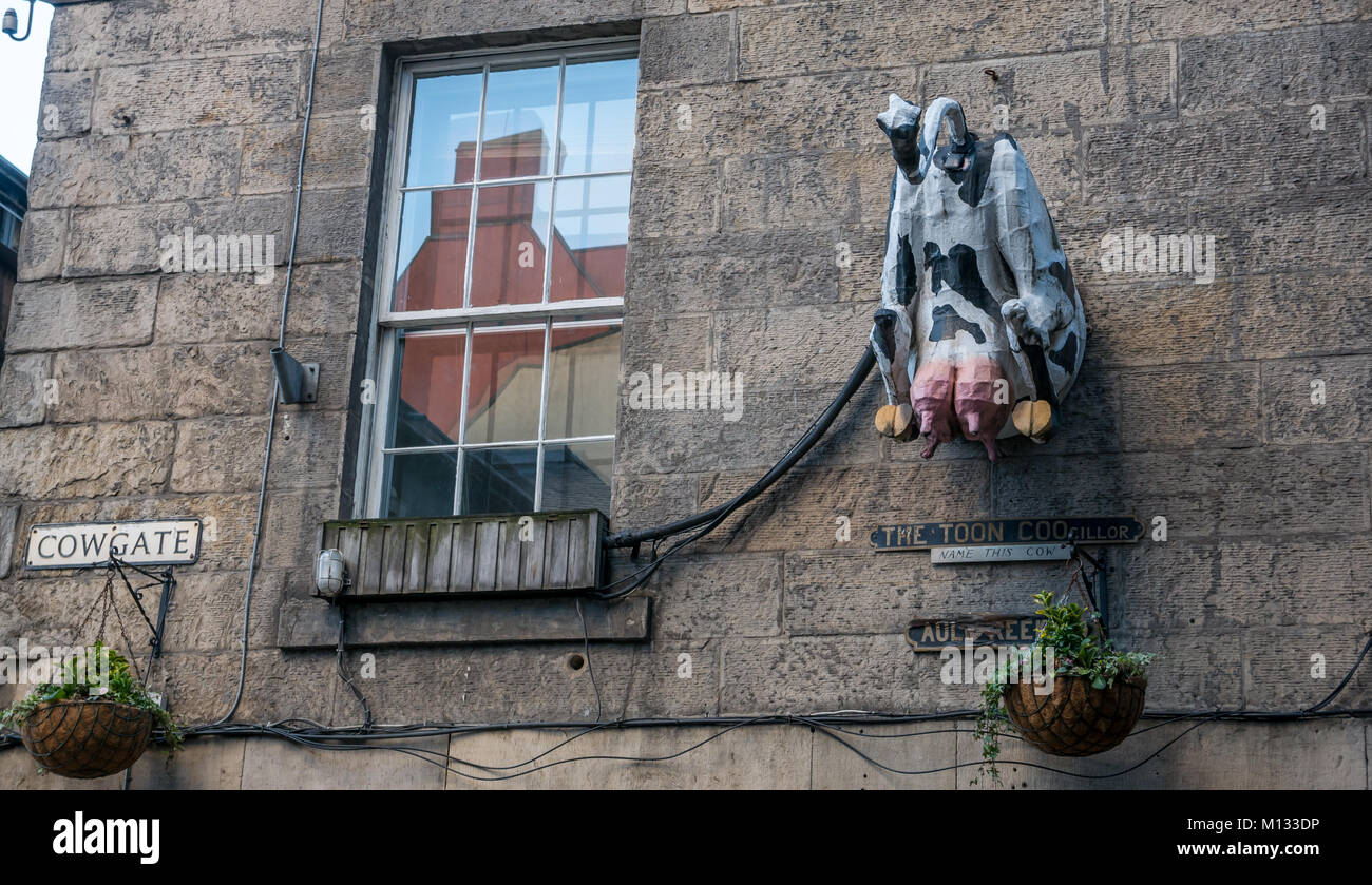 Pared exterior del edificio en Cowgate, Old Town, Edimburgo, Escocia, Reino Unido, con peculiar modelo de vaca detrás y ubres Foto de stock