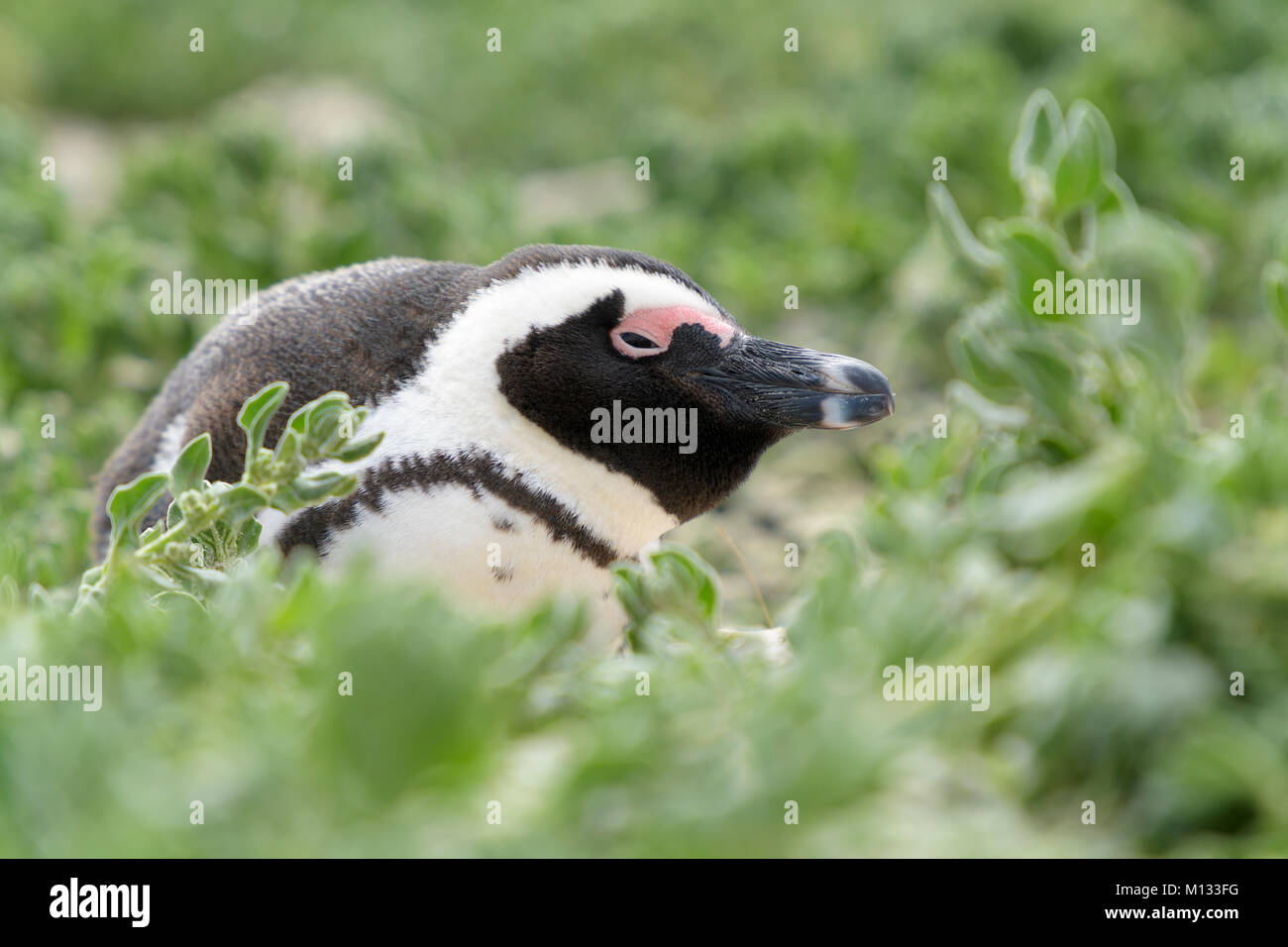 Pingüino africano, pingüinos Jackass, negro-footed pingüino (Spheniscus demersus), retrato. Playa de Boulder, Sudáfrica Foto de stock
