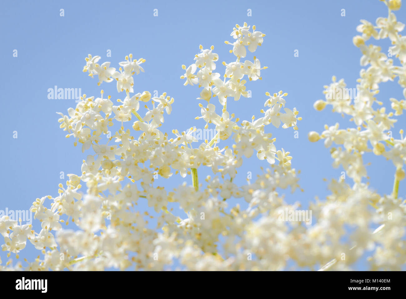 Negro (SAÚCO sambucus nigra), flor, Galicia, España. Foto de stock