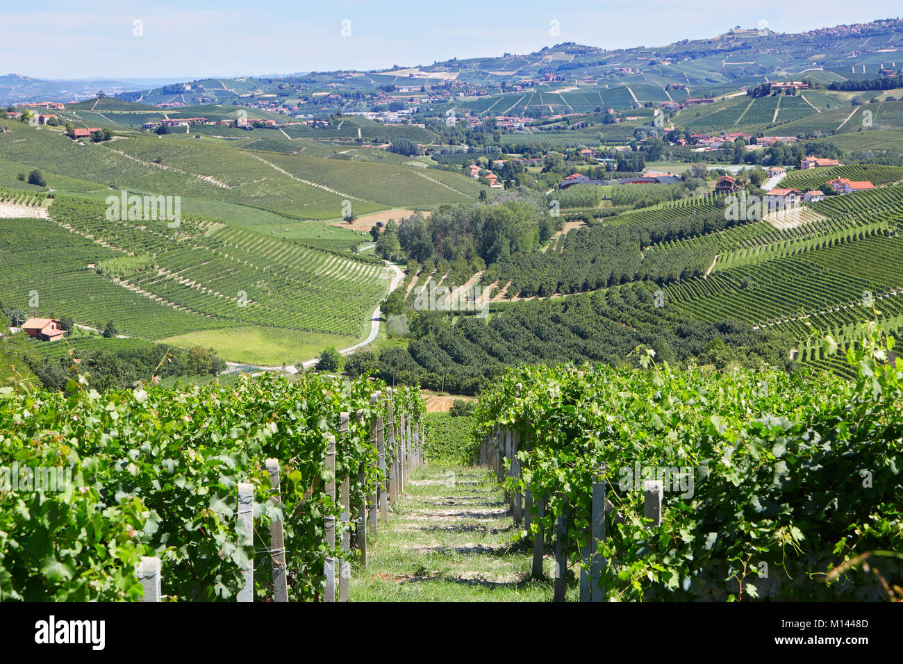 Verde paisaje con viñedos y árboles en Piamonte, Italia Foto de stock