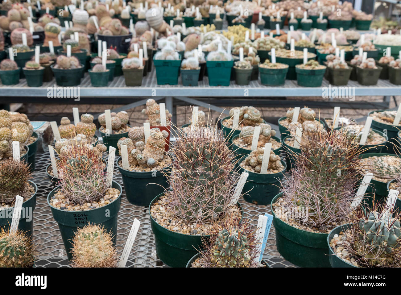 Fort Davis, Texas - El Chihuahuan Desert Research Institute's Cactus gases de colección, formada por especies de cactus desde los Estados Unidos y México Foto de stock