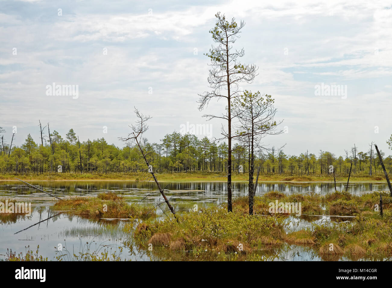 Un parche de intransitables pantanos en Siberia occidental. Día de verano en la zona de taiga Foto de stock