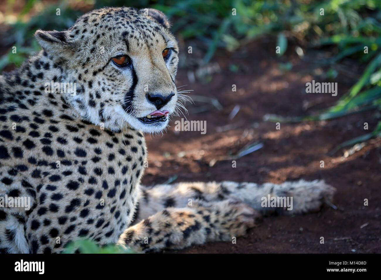 Gran adolescente varón Cheetah sentando en pastizales y marrón tierra lamiendo sus labios Foto de stock
