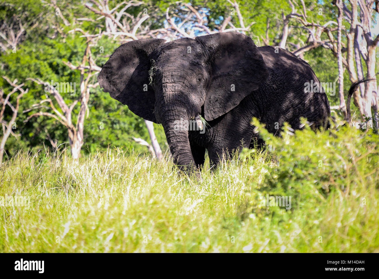 Cabeza en vista de adulto con un colmillo de elefante africano comiendo hierba en bosques africanos Foto de stock