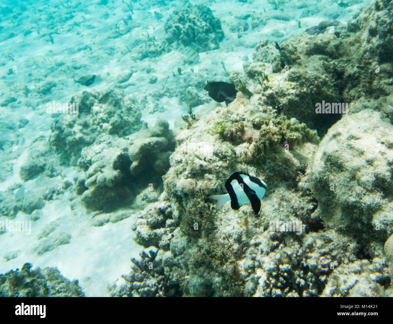 Tres rayas damisela con otros peces tropicales en los arrecifes de coral natural frente a la costa de playa Yejele en Mare, Nueva Caledonia Foto de stock