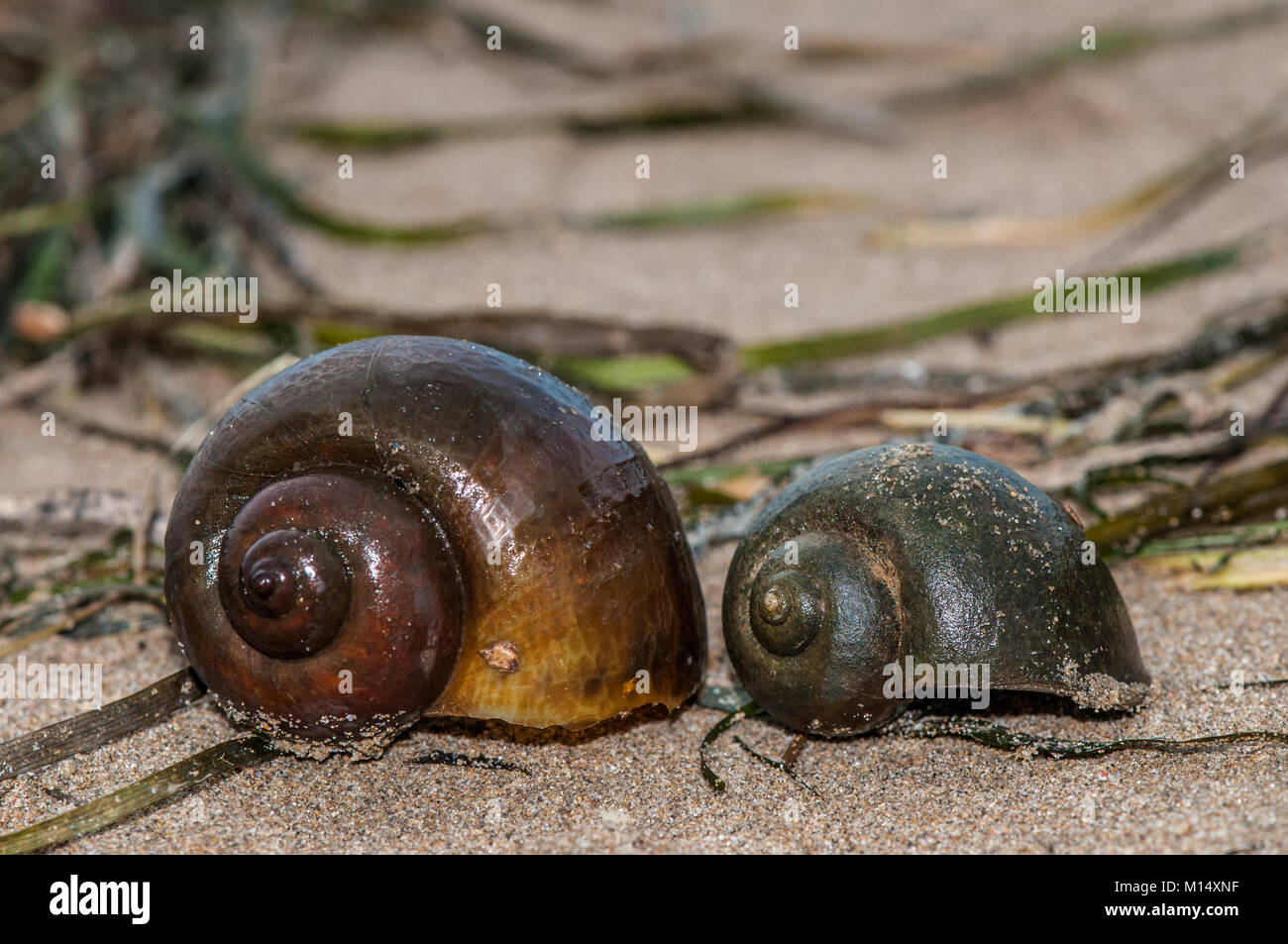 Descubren caracoles de agua dulce en región desértica de San Luis Potosí San Luis Potosí