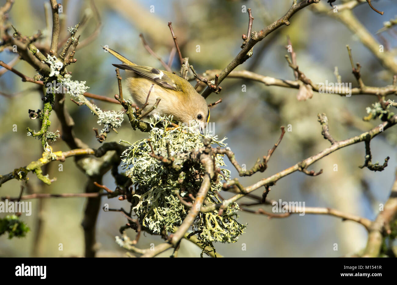 Goldcrest (Regulus regulus) forrajeando para invertebrados en un liquen incrustadas de árbol. Foto de stock