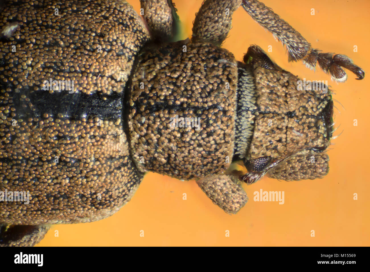 Los escarabajos son un grupo de insectos que forman el orden Coleoptera, en el superorder Endopterygota. Su par de alas delanteras está endurecido en casos de ala, Foto de stock