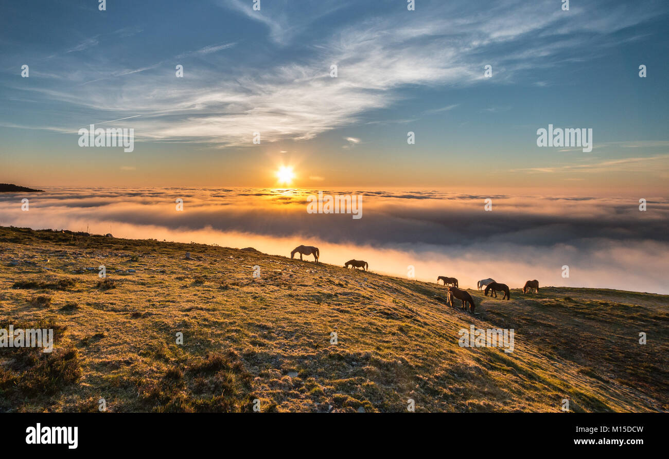 Puesta de sol en el mar de la niebla bajo la mirada de los caballos en las montañas de Asturias Foto de stock