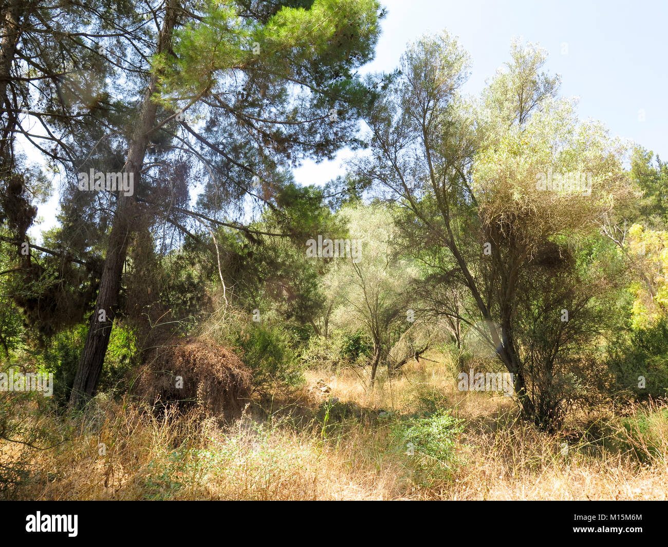 Bosque de pinos. Fotografiado en Israel Foto de stock