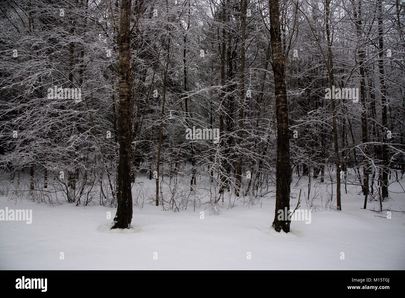 Bosque nevado paisaje Foto de stock
