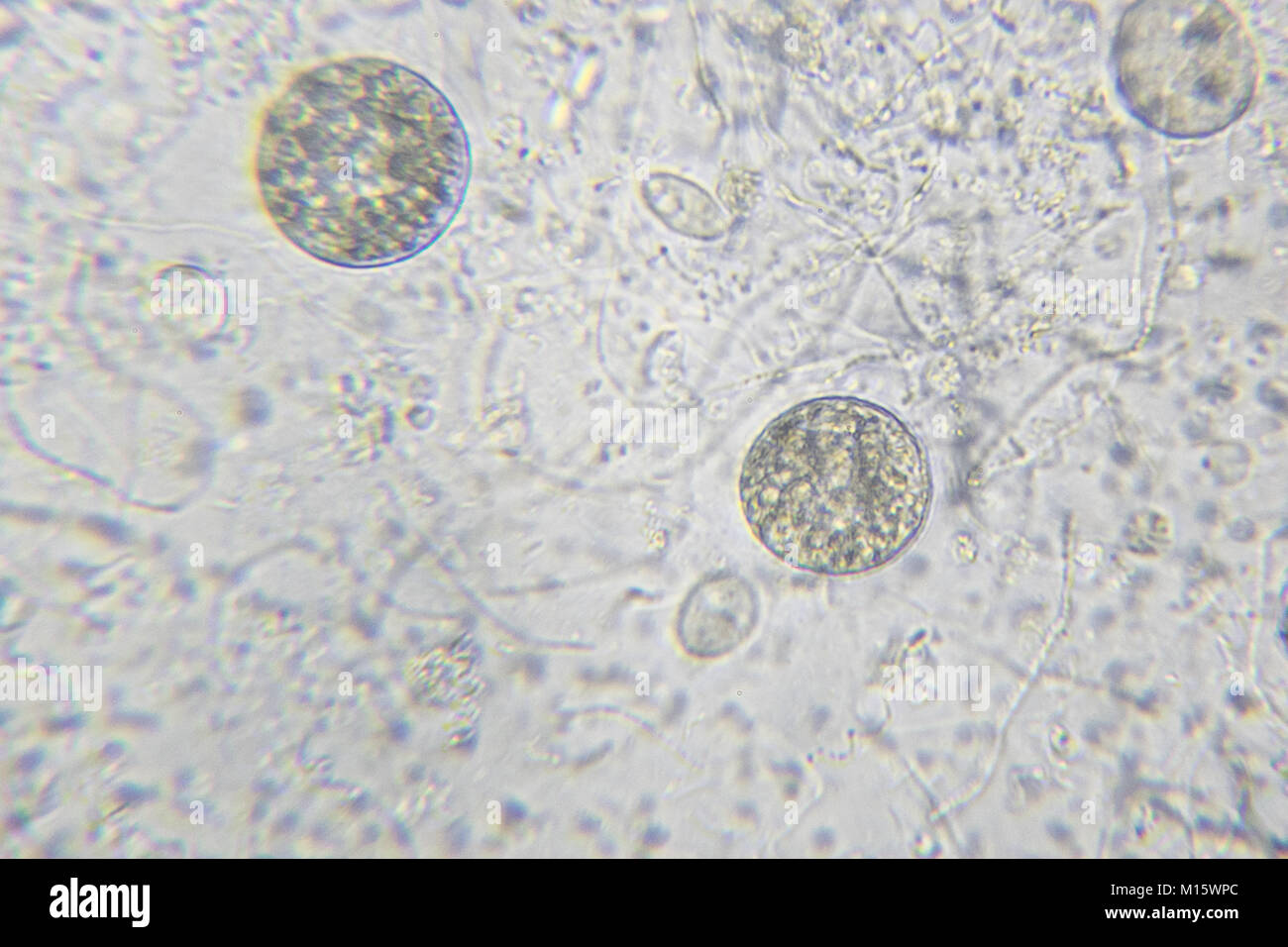 Chlamydomonas algas, paramecio ciliados y muchas bacterias a través de microscopio Foto de stock