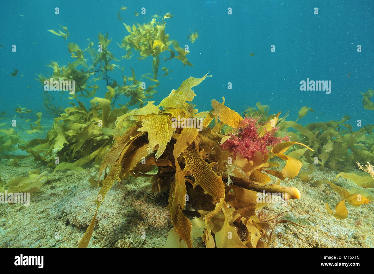 Coloridas algas del océano pacífico templado que flotan por encima del plano inferior de arena. Foto de stock