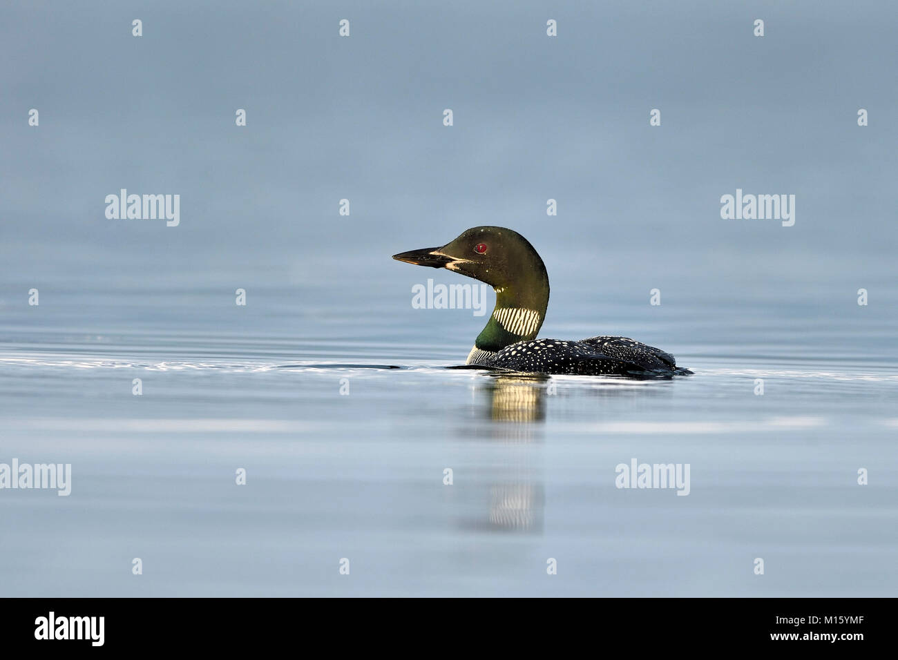 Great Northern Loon (Gavia immer),en el plumaje de verano a nadar en un lago, Gelderland, Países Bajos Foto de stock