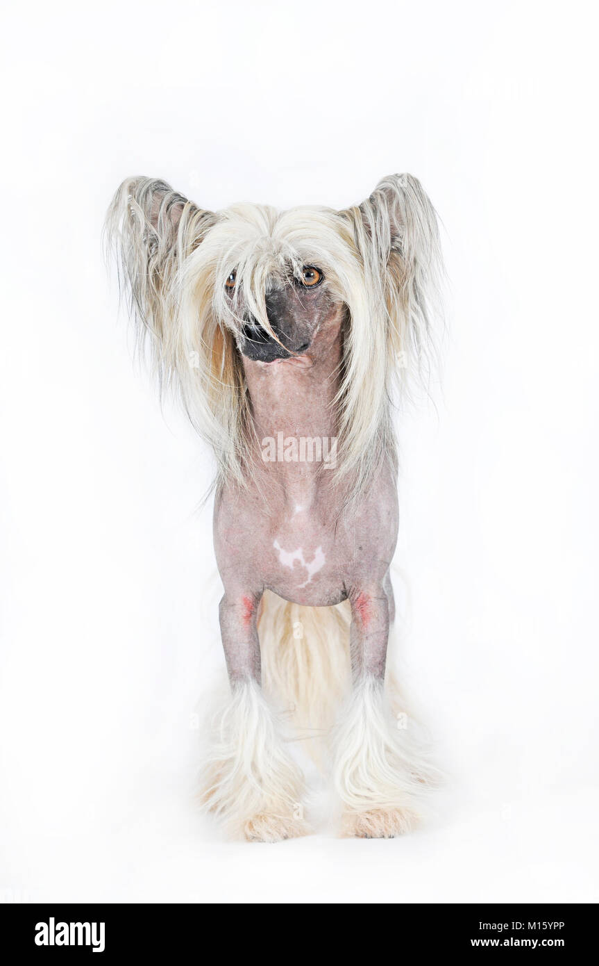 Raza de perro chino fotografías e imágenes de alta resolución - Alamy