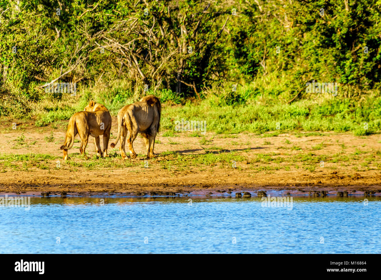 Después de beber el agua de la Sartén Nkaya abrevadero en el Parque Nacional Kruger Sudáfrica un león macho y hembra de dirigirse hacia el bosque Foto de stock