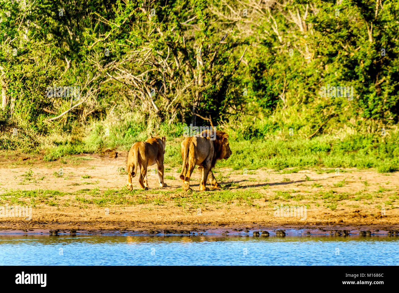 Después de beber el agua de la Sartén Nkaya abrevadero en el Parque Nacional Kruger Sudáfrica un león macho y hembra de dirigirse hacia el bosque Foto de stock