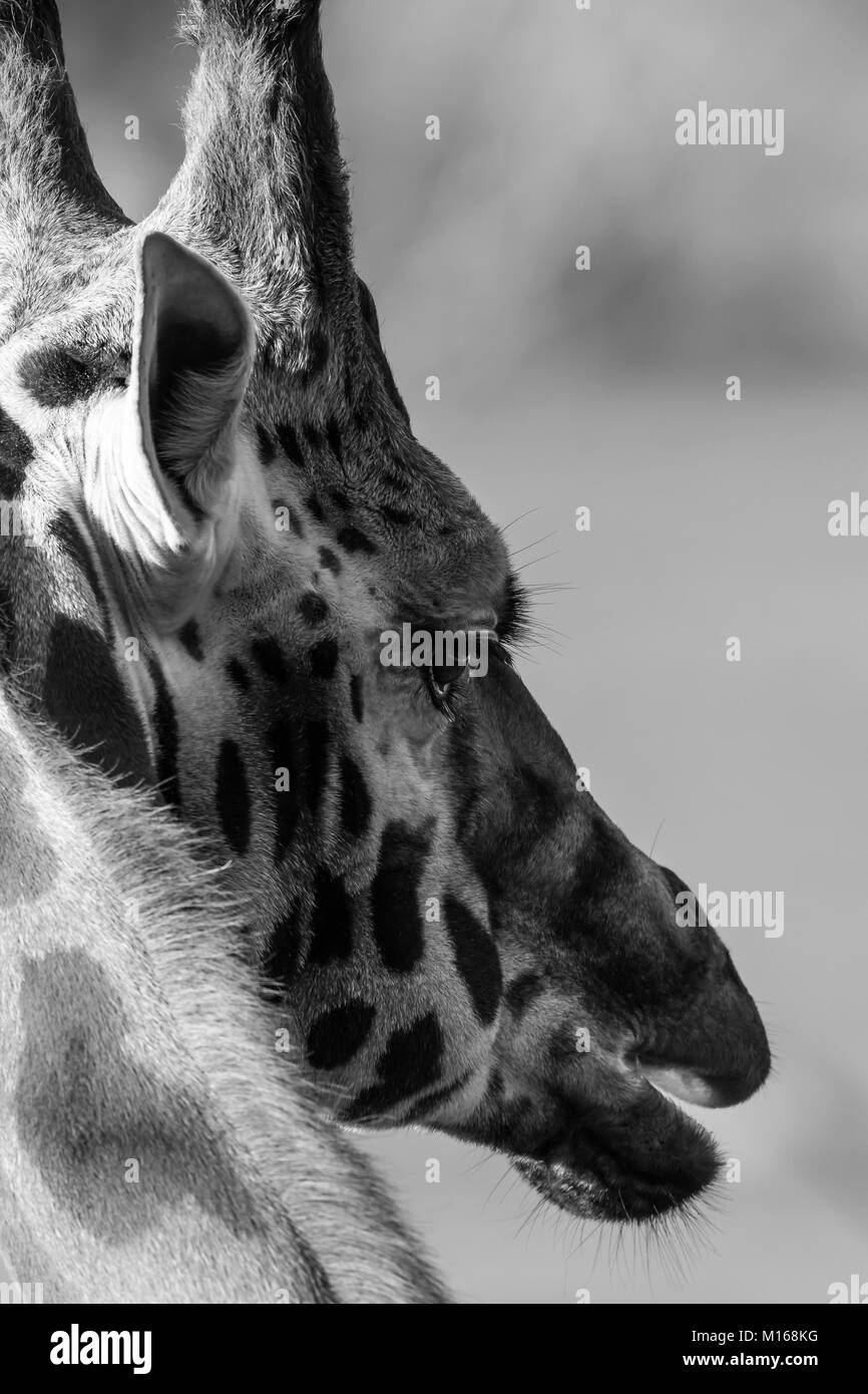 Fotografía animal en blanco y negro. Vista trasera primer plano de la cabeza/cara de jirafa aislada en cautiverio, Cotswold Wildlife Park, Reino Unido. Vida Silvestre Foto de stock