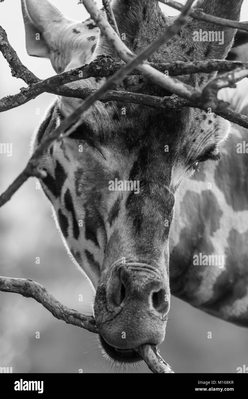 Vista frontal de cerca de la cabeza de jirafa aislada (Giraffa camelopardalis) rama de árbol de peñoneo. Retrato en blanco y negro de hermoso gigante suave. Foto de stock