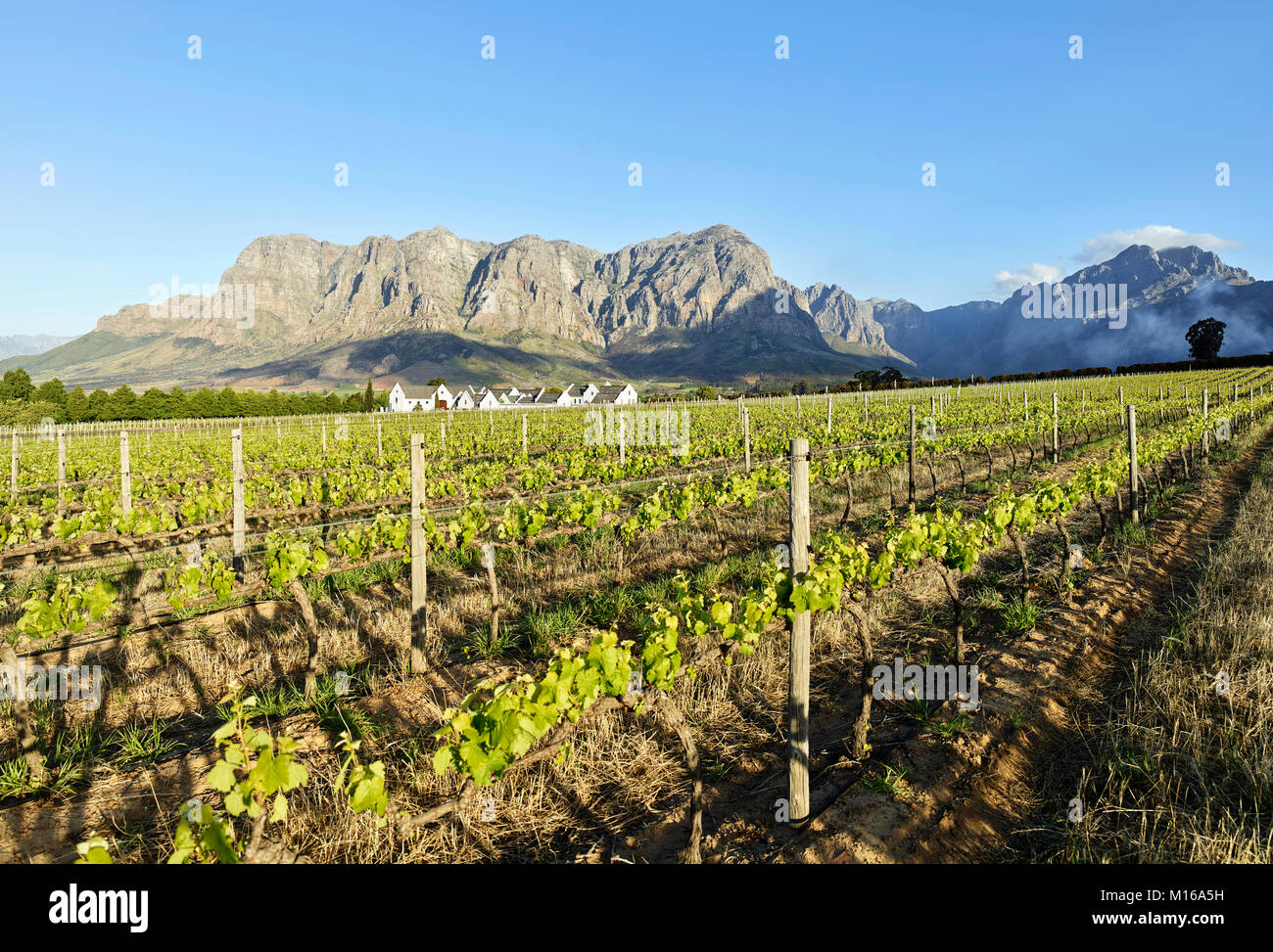 Bodegas, viticultura, Stellenbosch, Cape Winelands, Western Cape, Sudáfrica Foto de stock