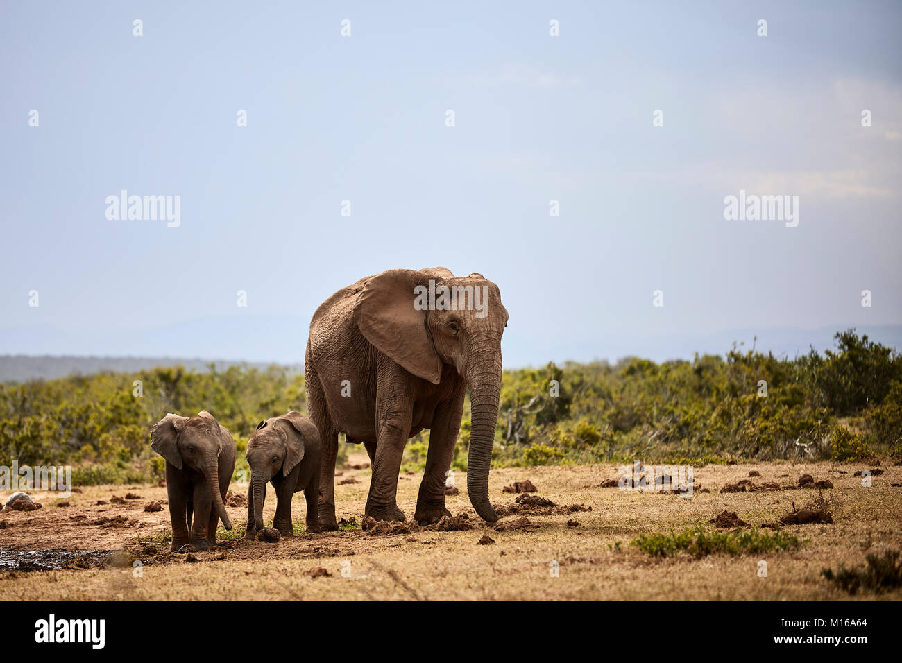 El elefante africano (Loxodonta africana), madre de dos hijos, el Parque Nacional de Elefantes Addo, Eastern Cape, Sudáfrica Foto de stock
