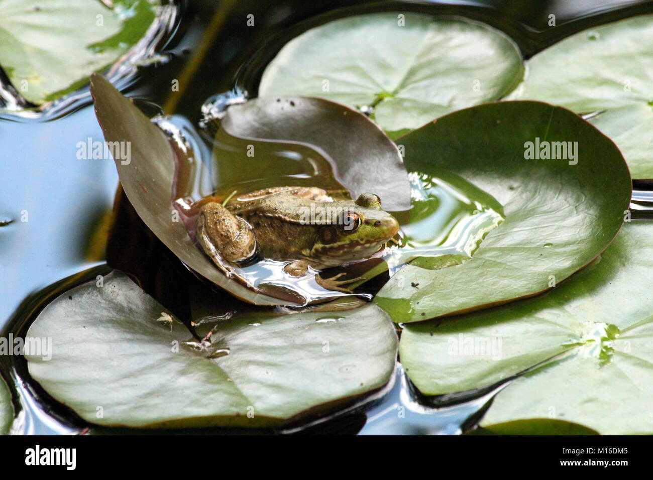 Una hembra rana verde carrozas acogedor en una hoja de lirio - la mejor decoración del estanque nunca! Foto de stock